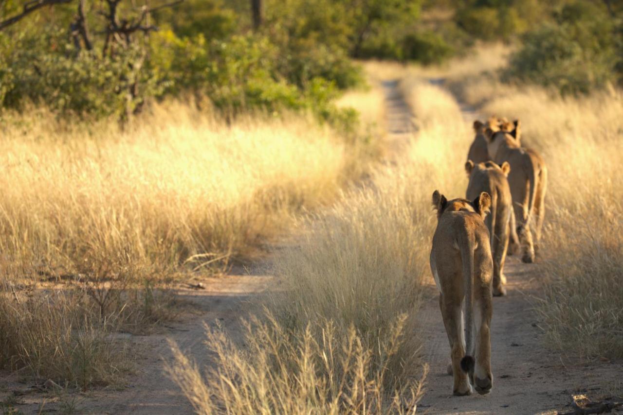 Imagine Africa Luxury Tented Camp Balule Game Reserve Εξωτερικό φωτογραφία