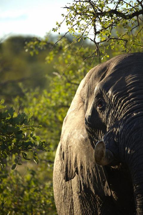Imagine Africa Luxury Tented Camp Balule Game Reserve Εξωτερικό φωτογραφία