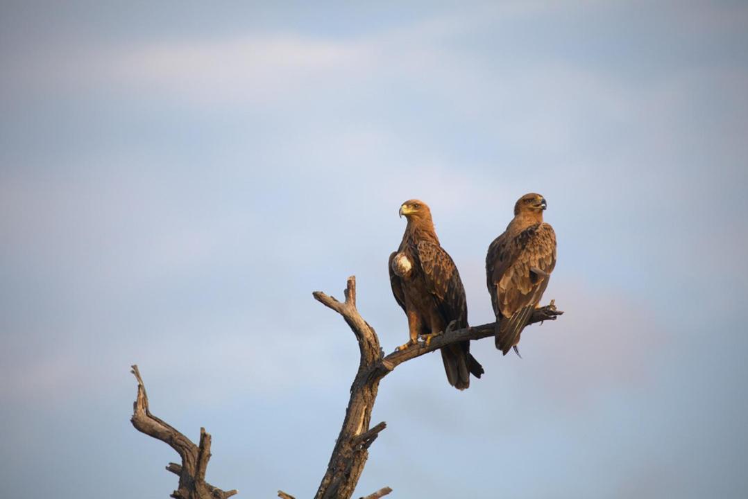 Imagine Africa Luxury Tented Camp Balule Game Reserve Εξωτερικό φωτογραφία