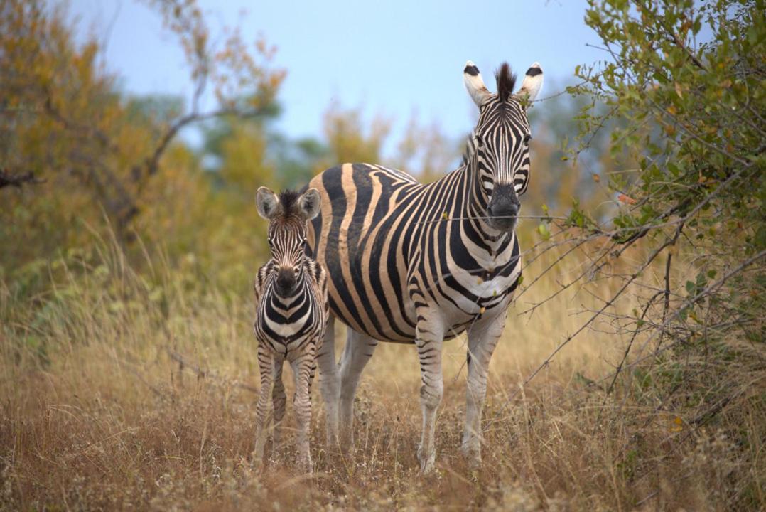 Imagine Africa Luxury Tented Camp Balule Game Reserve Εξωτερικό φωτογραφία