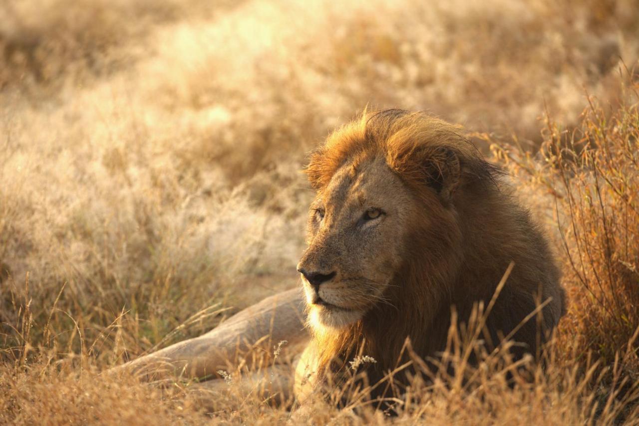 Imagine Africa Luxury Tented Camp Balule Game Reserve Εξωτερικό φωτογραφία